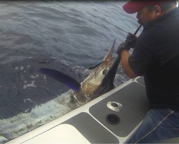 Image: Mick Fletoridis